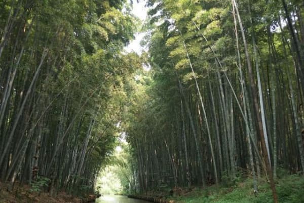 同里国家湿地公园2026门票价格、游玩攻略