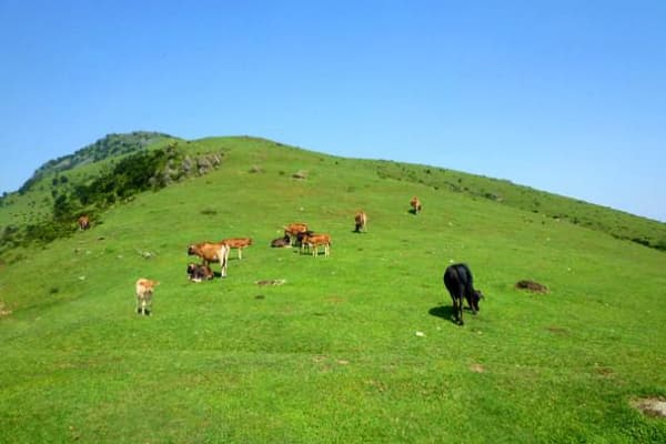 大姆山草场2026门票价格、游玩攻略